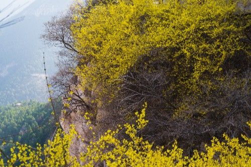 济南佛慧山连翘花开满山金黄,登山步道两旁鸟语花香,令人陶醉