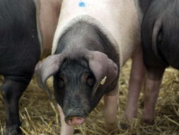 俄罗斯农业部建议禁止私人养猪