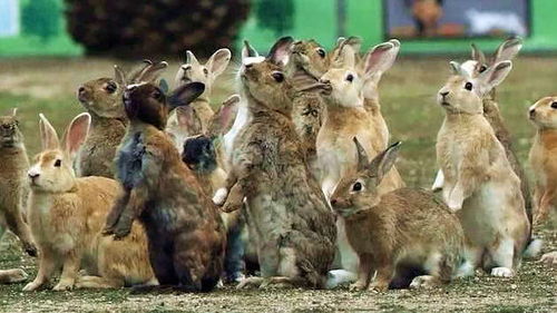 澳洲野兔曾泛滥成灾,治理百年仍处理不了,为何不选择出口中国