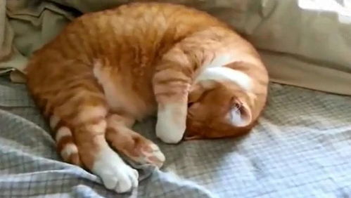 胖猫咪睡在铲屎官的床上做梦,赶都赶不走,笑岔气了 