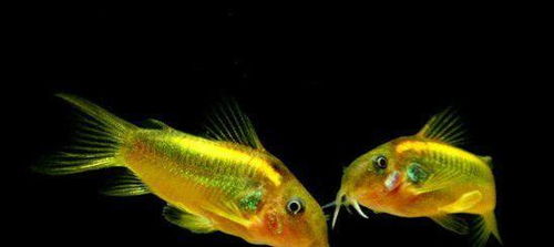 宠物鱼之金光闪闪的金线鼠鱼欣赏 金鱼染上疾病怎么办