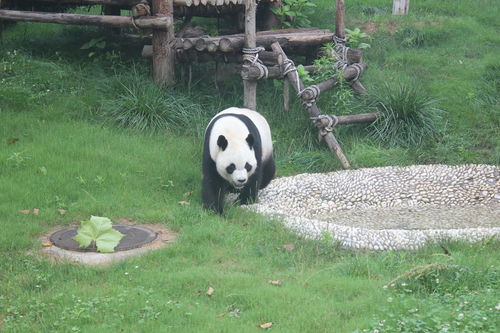 关于青岛动物园的大熊猫,你想知道的都在这了 