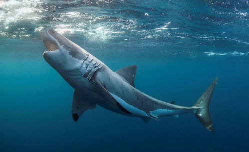 大海趣闻录 鲨鱼真的害怕海豚吗 