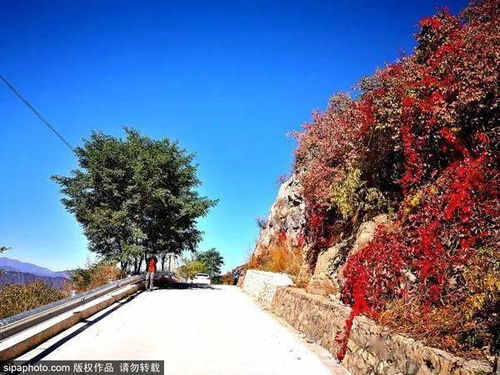 太惊艳 北京周边绝美秋景,现在去刚刚好 错过再等一年