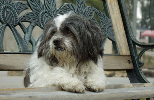 明明是中华稀有名犬,却被人当 土狗 嫌弃,如今上万也难买到