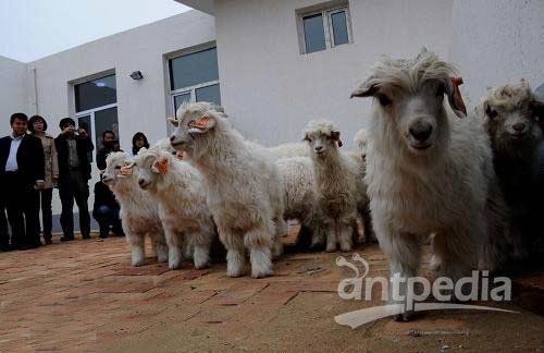 巴西培育出药用转基因山羊 可治疗罕见遗传病