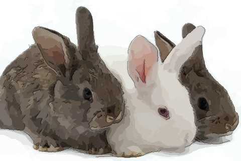 属兔人配对有哪些 属兔人与什么生肖配对好
