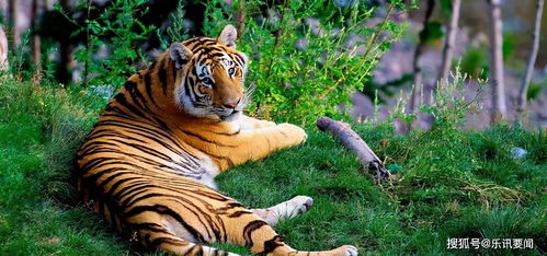 野外灭绝20年后,20只华南虎将被放生,它们能在野外活下去吗