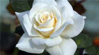 白玫瑰花语寓意 白色玫瑰适合送什么人