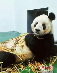 搜狐公众平台 成都动物园25岁大熊猫 科比 因病去世 