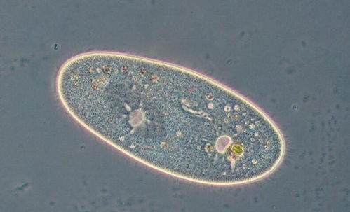 在过去氧气浓度高的时候,单细胞生物也会很大吗