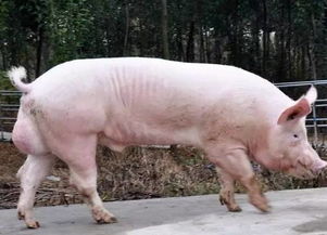 养殖课堂:公猪和母猪如何配,南方公猪和母猪怎么生育