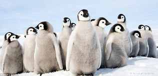 南极小企鹅睡觉可爱场面 转 
