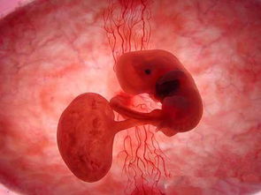 原创当胎儿停止发育，孕妇会有哪些异常？面对4种信号，可不能大意哦