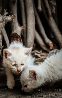 流浪的小猫