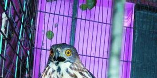 保护动物松雀鹰误闯广州便利店 昨日被送归山林