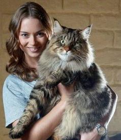 全球巨型猫大全 最重达30多斤