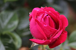 食用玫瑰花和观赏玫瑰花的区别,可食用玫瑰的优缺点？