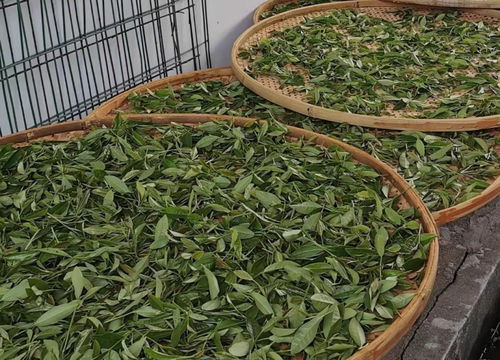 茶树品种有哪些,广州适合什么品种茶树