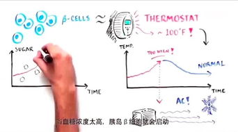 糖尿病治愈已不再是梦,干细胞治疗糖尿病原理解析