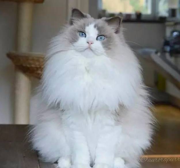 据说是网上最美的18只猫,一下吸太多有点晕