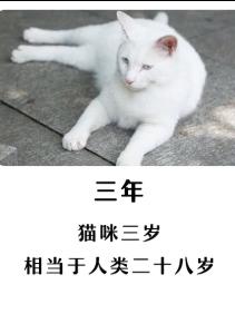 宠物猫的年龄换算规律 三岁的猫咪比小编还大 