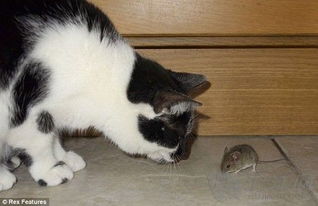 老鼠怕猫是谣传 鼠抢猫粮喵星人默默围观 