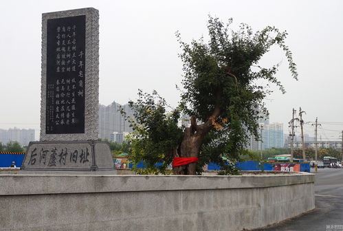 郑州市区修大路为古树让道 