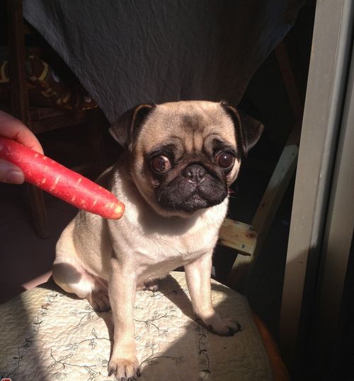 狗狗吃胡萝卜好吗,要怎么喂 狗吃胡萝卜会中毒吗 