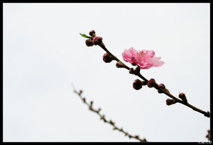 春天来了,桃花开了