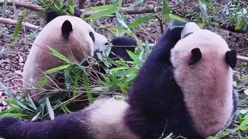 大熊猫如何看待自己不再 濒危 
