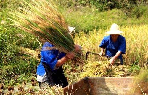 农民不需要高谈阔论的致富理论,只想实实在在多增收一点