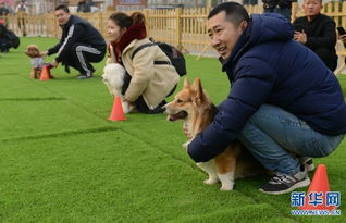 郑州 宠物冬运会 狗狗萌翻天