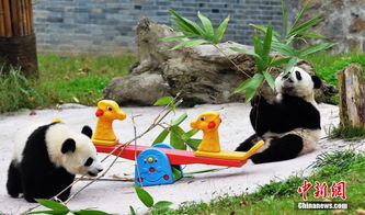 秋日里悠闲自得的熊猫宝宝 