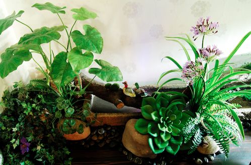 爱养植物让家更有归属感 10种方法教你如何布置