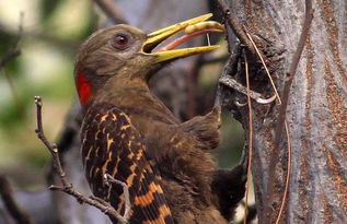啄木鸟吃什么食物 