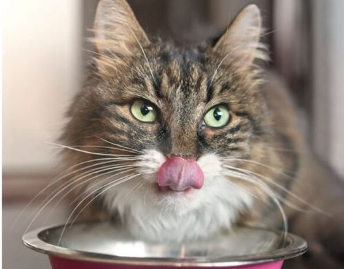 为什么猫咪吃完饭之后总会舔自己呢