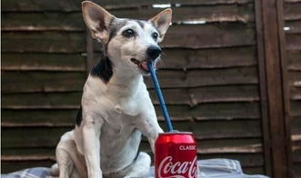 普贝斯 狗狗能喝可乐吗,狗狗喝可乐的坏处
