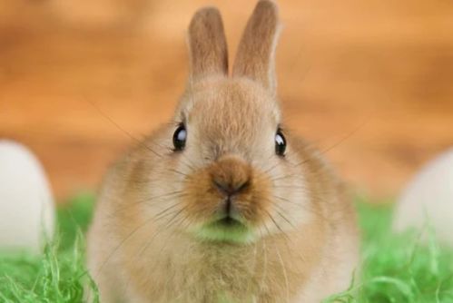 兔兔兔 11月26日会有1个贵人来圆你10年心愿,看看他是谁吧