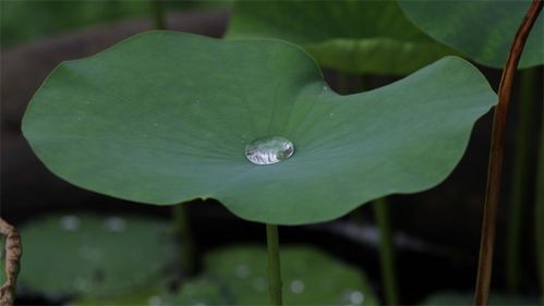 植物冷知识科普 为什么荷叶的叶面不沾水