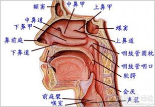 鼻炎不能吃哪些水果