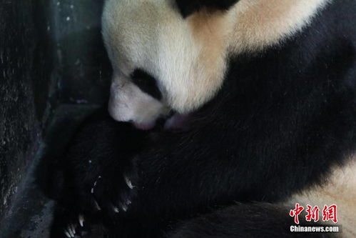 大熊猫 美茜 产仔 新生大熊猫宝宝体重249克