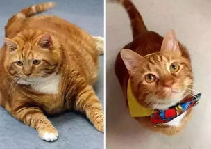 这只橘猫3年减掉20斤,你还有什么理由胖下去 