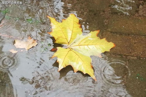 秋雨绵绵的句子短句唯美