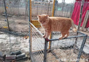 郑州小伙兼职建立猫咪 救助站 ,已救100余只受伤流浪猫 