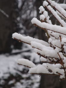 沁园春·雪长沙意蕴解读，沁园春长沙的意思是什么