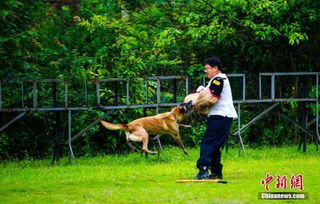 重庆警犬基地开放日活动 警犬展示多项技能 组图 