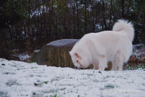 关于狗狗子宫蓄脓的问题,以及治疗经过分享 