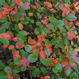 秋,彩色缤纷,自然的艺术,彩叶,红,绿色 