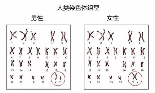 生男生女的秘方,到底存不存在 